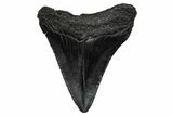Juvenile Megalodon Tooth - South Carolina #340415-1